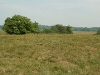 NL, Overijssel, Ommen, Junner koeland 25, Saxifraga-Willem van Kruijsbergen