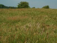 NL, Overijssel, Ommen, Junner koeland 37, Saxifraga-Willem van Kruijsbergen