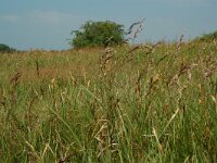 NL, Overijssel, Ommen, Junner koeland 38, Saxifraga-Willem van Kruijsbergen