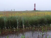 NL, Overijssel, Steenwijkerland, Eeserwold 1, Saxifraga-Mark Zekhuis