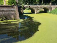 NL, Utrecht, Utrechtse Heuvelrug, Kasteel Amerongen 7, Saxifraga-Foto Fitis-Sytske Dijksen