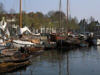 NL, Zeeland, Schouwen-Duiveland, Zierikzee 3, Saxifraga-Jan van der Straaten