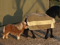 NL, Zuid-Holland, Dordrecht 51, Saxifraga-Foto Fitis-Sytske Dijksen