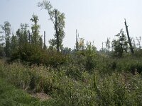NL, Zuid-Holland, Dordrecht, Huiswaard 4, Saxifraga-Willem van Kruijsbergen