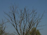 NL, Zuid-Holland, Dordrecht, Oosthaven 6, Saxifraga-Jan van der Straaten