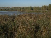 NL, Zuid-Holland, Dordrecht, Tongplaat 34, Saxifraga-Jan van der Straaten