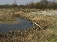 NL, Zuid-Holland, Goeree-Overflakkee, Dirksland, Slikken van Flakkee 11, Saxifraga-Jan van der Straaten