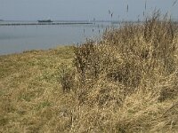 NL, Zuid-Holland, Goeree-Overflakkee, Dirksland, Slikken van Flakkee 5, Saxifraga-Jan van der Straaten