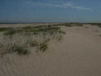 NL, Zuid-Holland, Goeree-Overflakkee, Kwade Hoek 95, Saxifraga-Jan van der Straaten