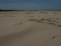 NL, Zuid-Holland, Goeree-Overflakkee, Kwade Hoek 96, Saxifraga-Jan van der Straaten