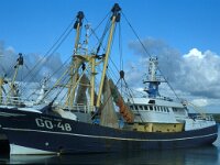 NL, Zuid-Holland, Goeree-Overflakkee, Stellendam 1, Saxifraga-Jan van der Straaten