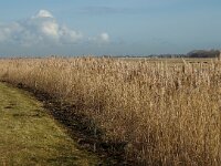 NL, Zuid-Holland, Hoeksche Waard, Strijen, Polder Het Oudeland van Strijen 1, Saxifraga-Jan van der Straaten