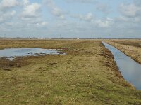 NL, Zuid-Holland, Hoeksche Waard, Strijen, Polder Het Oudeland van Strijen 11, Saxifraga-Jan van der Straaten