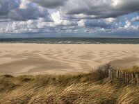 NL, Noord-Holland, Texel, Vuurtorenstrand 6, Saxifraga-Foto Fitis-Sytske Dijksen