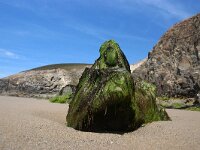 GB, Cornwall, Porthtowan 8, Saxifraga-Foto Fitis- Sytske Dijksen