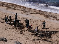 GB, Cornwall, Sithney, Looe 8, Saxifraga-Foto Fitis- Sytske Dijksen