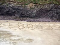 GB, Cornwall, St Minver, Rock 15 Saxifraga-Foto Fitis- Sytske Dijksen