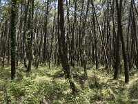 E, Cantabria, Liencres, Dunas de Liencres 65, Saxifraga-Willem van Kruijsbergen