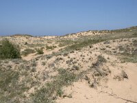 E, Cantabria, Liencres, Dunas de Liencres 70, Saxifraga-Willem van Kruijsbergen