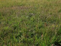 NL, Drenthe, Assen, Deurzerdiep 3, Saxifraga-Hans Boll