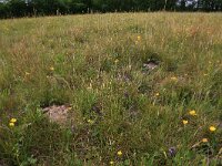 NL, Drenthe, Assen, Deurzerdiep 40, Saxifraga-Hans Boll