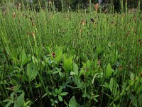 NL, Drenthe, Assen, Deurzerdiep 85, Saxifraga-Hans Boll