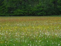 NL, Drenthe, Coevorden, Geeserstroom 6, Saxifraga-Hans Dekker