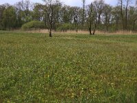 NL, Drenthe, Tynaarlo, De Heest 17, Saxifraga-Hans Boll