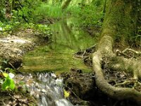 F, Haute-Marne, Rolampont, La Tuffiere 1, Saxifraga-Hans Dekker