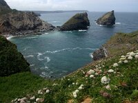 GB, Cornwall, Camborn, SW Coastpath, Carvannel Downs 2, Saxifraga-Foto Fitis-Sytske Dijksen