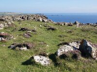 GB, Cornwall, Helston, SW Coastpath, Lizard 4, Saxifraga-Foto Fitis-Sytske Dijksen