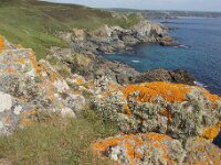 GB, Cornwall, Marazion, SW Coastpath, Michaels Mount 9, Saxifraga-Foto Fitis-Sytske Dijksen