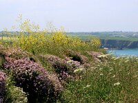 GB, Cornwall, Padstow, SW Coastpath, Trevone Bay 3, Saxifraga-Foto Fitis-Sytske Dijksen