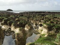 F, Seine-Maritime, Etretat 29, Saxifraga-Willem van Kruijsbergen