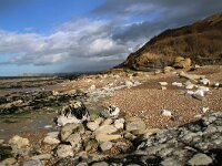 F, Pas-de-Calais, Audinghen, Cap Gris Nez 17, Saxifraga-Foto Fitis-Sytske Dijksen