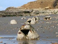 F, Pas-de-Calais, Escalles, Cap Blanc Nez 21, Saxifraga-Foto Fitis-Sytske Dijksen