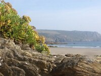 GB, Cornwall, Veryan, Carne Beach 3, Saxifraga-Foto Fitis- Sytske Dijksen