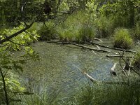 F, Bouches-du-Rhone, Arles, Marais de Vigueirat 26, Saxifraga-Marijke Verhagen