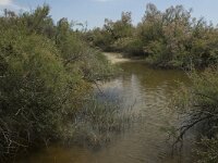 F, Bouches-du-Rhone, Arles, Salin de Badon 8, Saxifraga-Marijke Verhagen