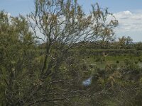 F, Bouches-du-Rhone, Saintes Maries de la Mer, Marais de la Grand Mar 11, Saxifraga-Marijke Verhagen