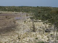 P, Faro, Tavira, Pedras del Rei 3, Saxifraga-Jan van der Straaten