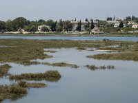 P, Faro, Tavira, Pedras del Rei 8, Saxifraga-Jan van der Straaten