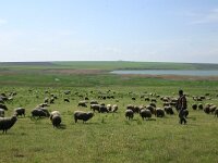 RO, Tulcea, Sinoie 8, Saxifraga-Dirk Hilbers