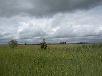 NL, Friesland, Noardeast-Fryslan, Lauwersmeer 22, Saxifraga-Willem van Kruijsbergen