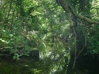 F, Bouches-du-Rhone, Arles, Marais de Vigueirat 4, Saxifraga-Dirk Hilbers