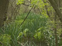 F, Bouches-du-Rhone, Arles, Marais du Vigueirat 21, Saxifraga-Willem van Kruijsbergen