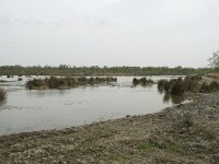 F, Bouches-du-Rhone, Arles, Marais du Vigueirat 31, Saxifraga-Willem van Kruijsbergen