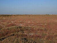 GR, Anatoliki Makedonia kai Thraki,Lasmos, Nestos Delta 2, Saxifraga-Dirk Hilbers