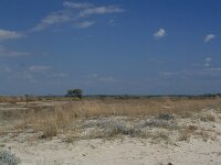 GR, Anatoliki Makedonia kai Thraki,Lasmos, Nestos Delta 25, Saxifraga-Dirk Hilbers