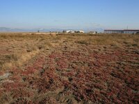 GR, Anatoliki Makedonia kai Thraki,Lasmos, Nestos Delta 3, Saxifraga-Dirk Hilbers